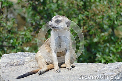 Meerkat Stock Photo