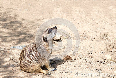 Meerkat sitting, profile view Stock Photo