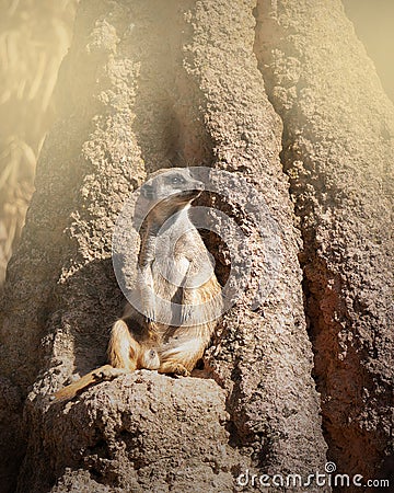 Meerkat sitting on a rock Stock Photo
