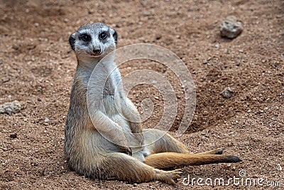 Meerkat sitting in sand Stock Photo