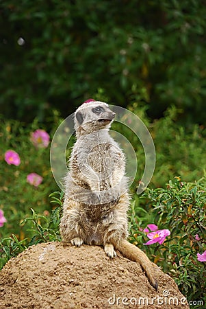 Meerkat Sitting on the Stone Stock Photo
