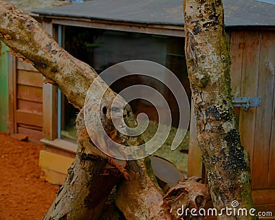 A meerkat sitting on a tree branch Stock Photo