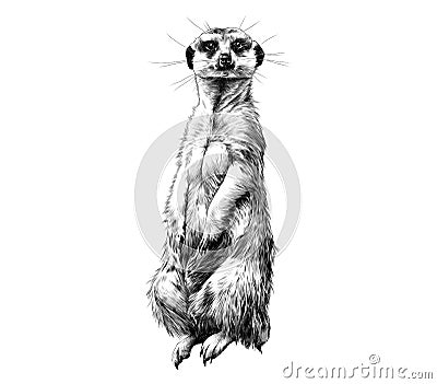 Meerkat sketch vector graphics Vector Illustration