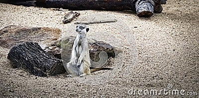 Meerkat a small mongoose found in Africa Stock Photo
