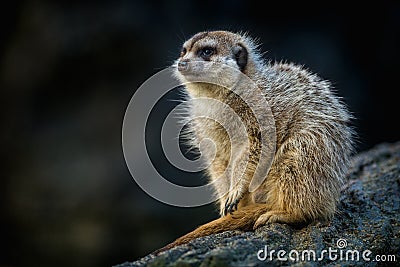 Meerkat snooping on a trunk in nature Stock Photo