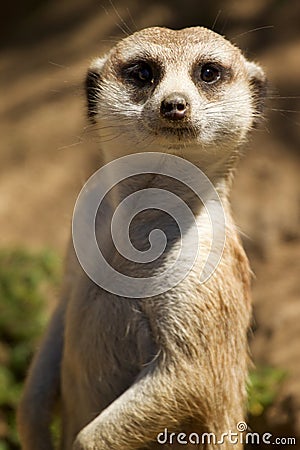 Meerkat standing Stock Photo