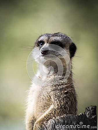 Meerkat standing guard Stock Photo