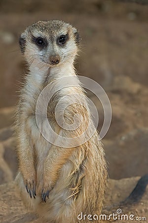 Meerkat Pose Stock Photo