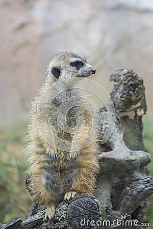 Meerkat Standing Guard Stock Photo