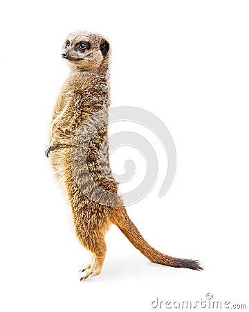 Meerkat Standing Profile Isolated Stock Photo