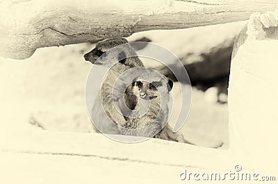 Meerkat standing upright and looking alert. Vintage effect Stock Photo