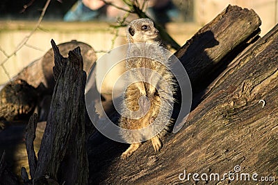 Meerkat. Standing on woodpile, alert in the sun Stock Photo