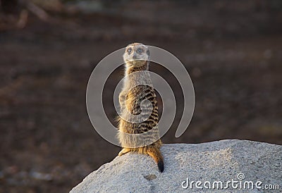 Meerkat on rock Stock Photo