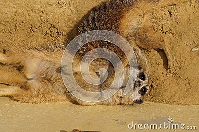 Meerkat sunbathing Stock Photo