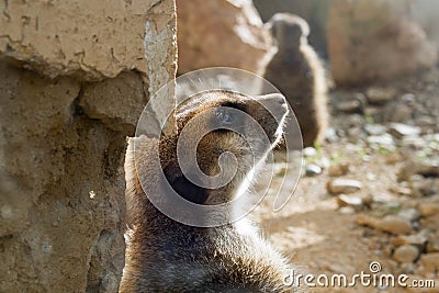 Meerkat sunbathing Stock Photo
