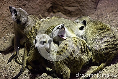 Meerkat Suricata seeds as well as insects , also known as meerkats are sleeping together in a heap, one sweet yawns Stock Photo