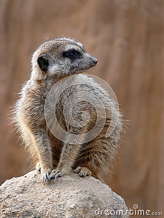 Meerkat - Suricata suricatta Stock Photo