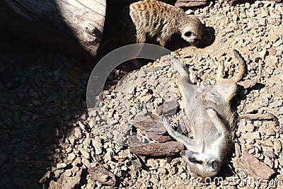 Meerkat Suricata suricatta, African native animal, small carnivore belonging to the mongoose family Stock Photo