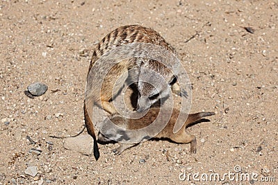 Meerkat (Suricata suricatta) Stock Photo