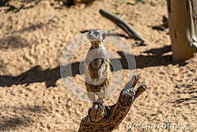 Meerkat Suricata suricatta in Barcelona Zoo Editorial Stock Photo