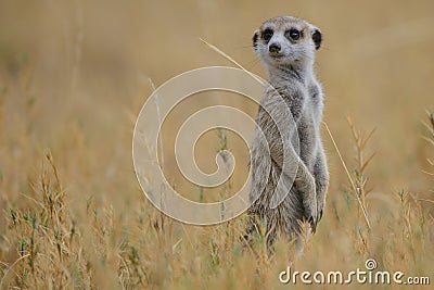 Meerkat (suricata suricatta) Stock Photo