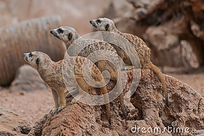 Meerkat ,Suricata suricatta, family sitting watchfull Stock Photo