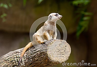 Meerkat ,Suricata suricatta, guard in attention. Singapore zoo. Stock Photo