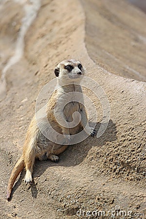 Meerkat suricata suricatta is leaning against the rock Stock Photo