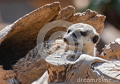 Meerkat Suricata suricatta sitting watchfull Stock Photo