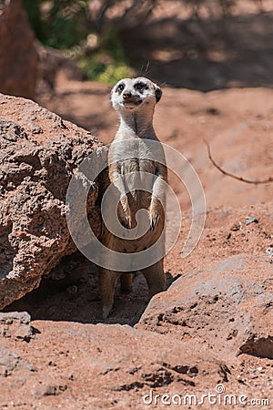 Meerkat, Suricata suricatta, standing watchfull Stock Photo