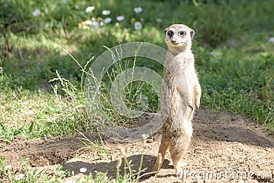 Meerkat, natural behavior, watching for enemies Stock Photo