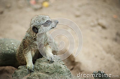 Meerkat - Suricata suricatta on stone guards his territory. Stock Photo