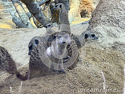 The meerkat Suricata suricatta, Suricate, Das ErdmÃ¤nnchen, Surikate, Scharrtier, il suricato or Merkat - The Zoo ZÃ¼rich Stock Photo