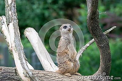 Meerkat watching for enemies Stock Photo