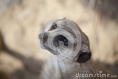 Meerkat (Suricate) Close-up Stock Photo