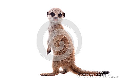 The meerkat or suricate cub, 2 month old, on white Stock Photo