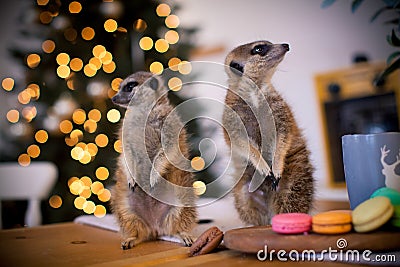 The meerkat or suricate cubs in decorated room with Christmass tree. Stock Photo