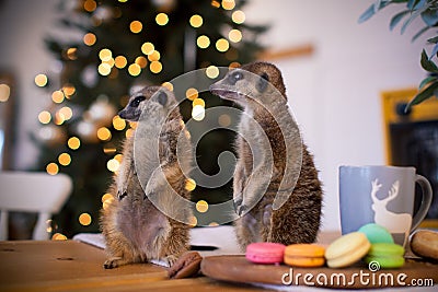 The meerkat or suricate cubs in decorated room with Christmass tree. Stock Photo