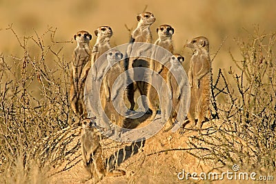 Meerkat (Suricate) family, Kalahari, South Africa Stock Photo