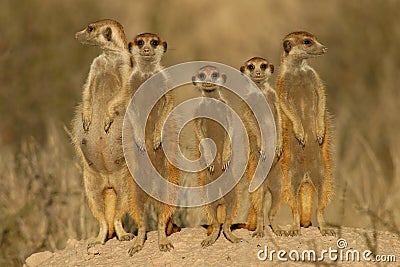 Meerkat (suricate) family, Kalahari, South Africa Stock Photo