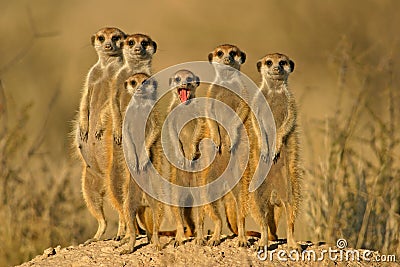 Meerkat (suricate) family, Kalahari, South Africa Stock Photo