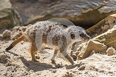 Meerkat Stock Photo