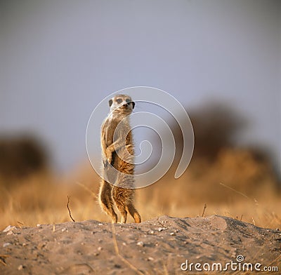 Meerkat Stock Photo