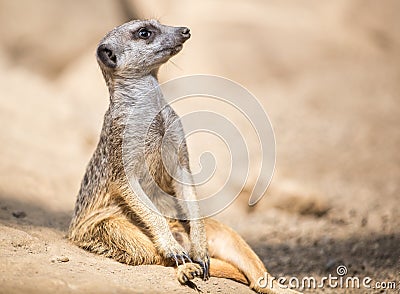 Meerkat Stock Photo