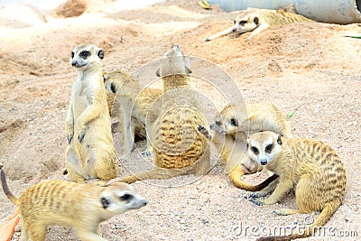 Meerkat or Suricate in Open Zoo, Thailand. Stock Photo