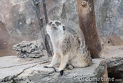 Meerkat or suricate, is a small carnivoran belonging to the mongoose family Stock Photo