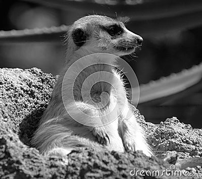 The meerkat or suricate is a small carnivoran Stock Photo