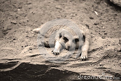 The meerkat or suricate is a small carnivoran Stock Photo