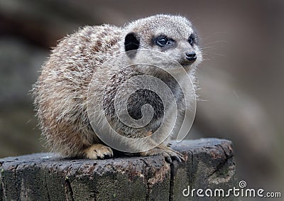 The meerkat or suricate is a small carnivoran belonging to the mongoose family. Stock Photo