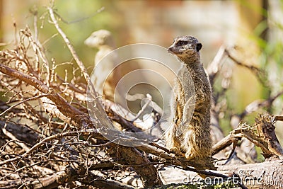 Meerkat suricate Stock Photo